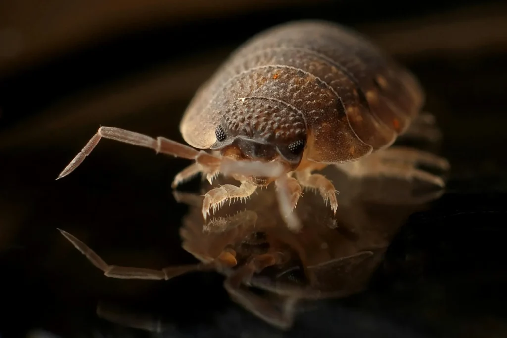 Bed-Bug-Treatment - Linden Pest Control Pros | Linden, NJ | 908-304-9117