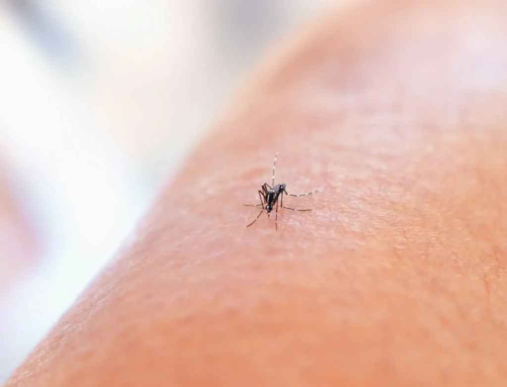 Mosquito Control - Linden Pest Control Pros | Linden, NJ | 908-304-9117